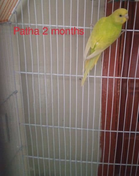 Australian Parrot pair with 2 months Patha Total 3 piece. 2
