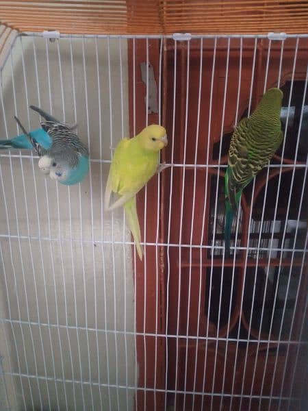Australian Parrot pair with 2 months Patha Total 3 piece. 3
