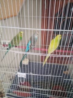 Australian Parrot pair with 2 months Patha Total 3 piece. 0