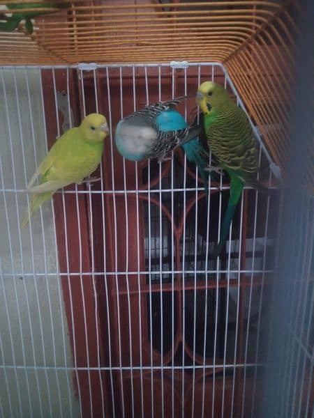 Australian Parrot pair with 2 months Patha Total 3 piece. 4