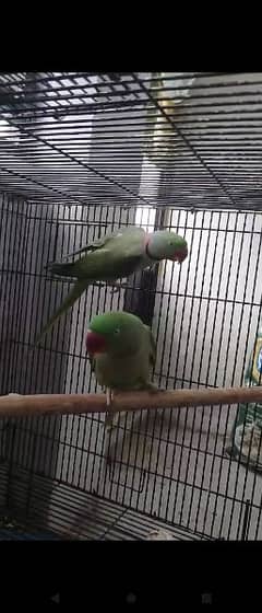 Raw parrot breeder pair with eggs and box