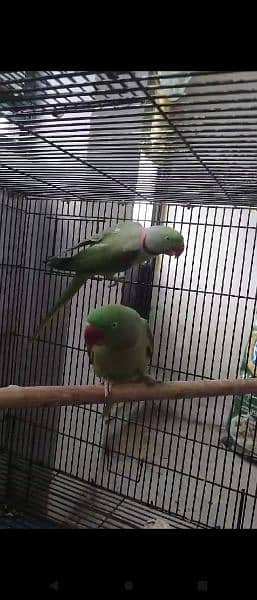 Raw parrot breeder pair with eggs and box 0