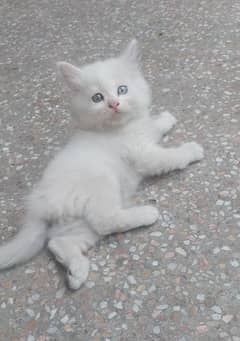 Persian cat baby white