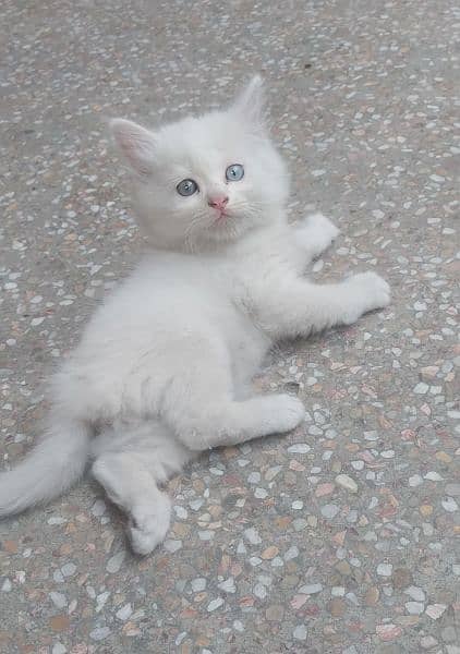 Persian cat baby white doll face 5