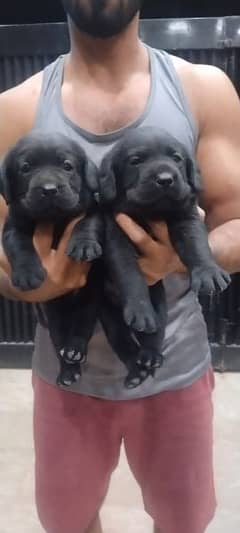 labrador male puppies available