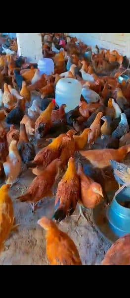 Golden Misri Desi Hens Chuza Chuzi patha pathi availab_600g_Age 3Month 11