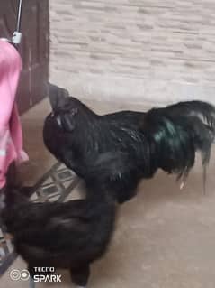 ayam cemani chicks breeder and eggs for sale. 0