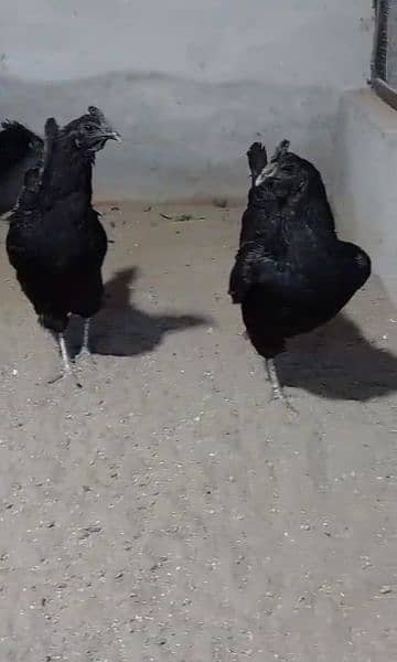 ayam cemani chicks breeder and eggs for sale. 1