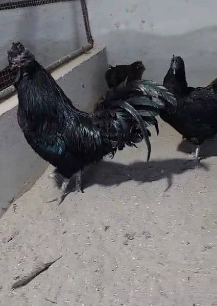 ayam cemani chicks breeder and eggs for sale. 2
