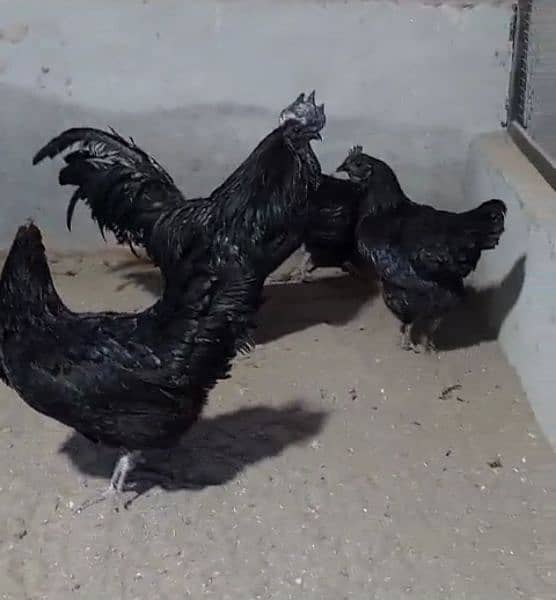 ayam cemani chicks breeder and eggs for sale. 3