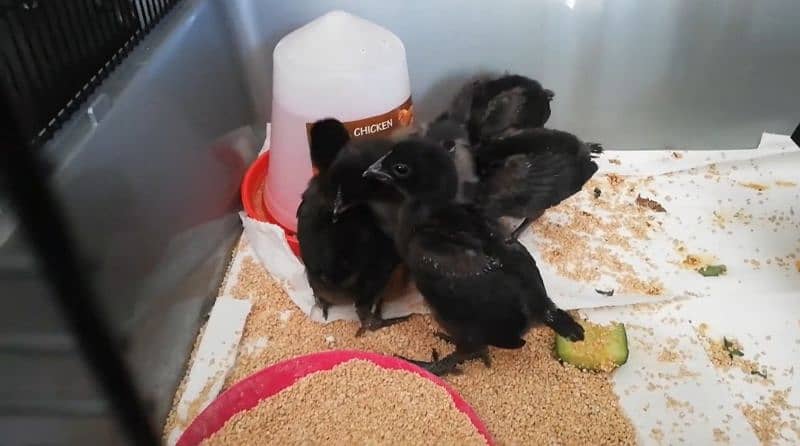 ayam cemani chicks breeder and eggs for sale. 4