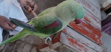 kahsmiri raw parrot 0