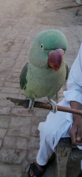 kahsmiri raw parrot 1