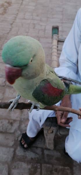 kahsmiri raw parrot 3