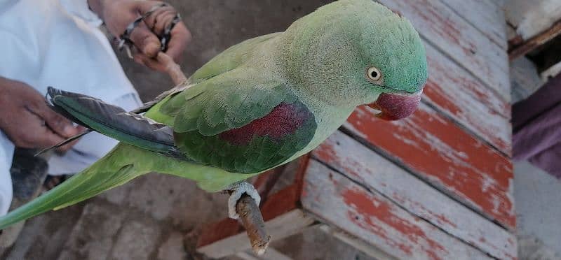 kahsmiri raw parrot 6