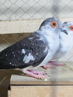 white dove daimand paid ka pair available male ya female be mil jay je