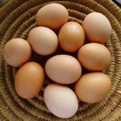 *Fresh Fertile Eggs* Golden Heavy Buff Eggs Available