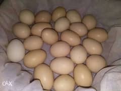 *Fresh Fertile Eggs* Golden Heavy Buff Eggs Available