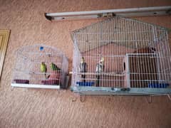 1 pair cocktail one bugies pair with 2 cages nesting box 0