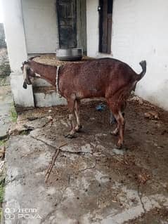 amritsari cross goat
