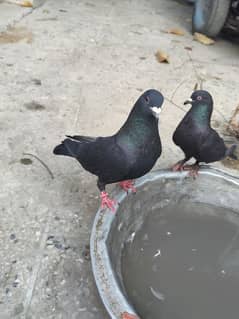 black pigeon available for sale 4000/pair price slightly negotiable 0