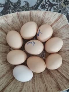 Fresh Fertile Eggs Aseel