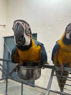 blue and gold macaw age 6 month