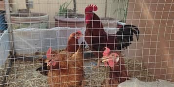 1 Rhode island red chicken and 4 hens for sale