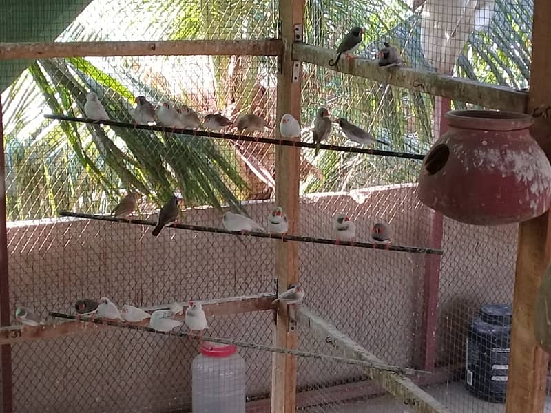 finches mutations breeding colony 9