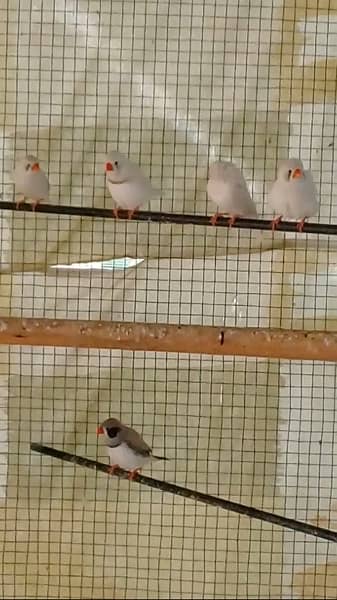 finches mutations breeding colony 10