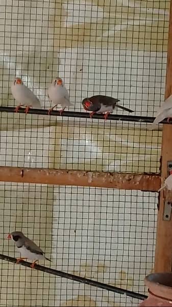 finches mutations breeding colony 11