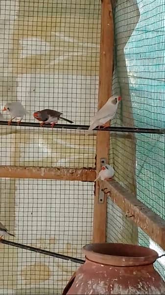 finches mutations breeding colony 13
