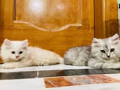 persion kitten triple couted