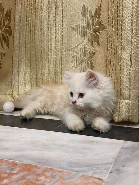persion kitten triple couted 7