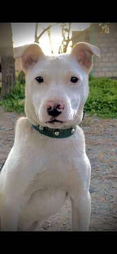 Gultair dog 4 months