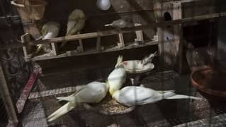cockatiel love bird and java farinch