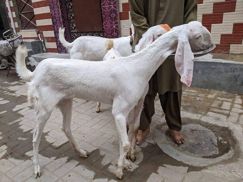 3 Goats 2 Female 1 Male, Male aandu hai 12 months kheera, 1