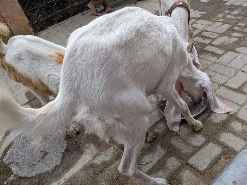 3 Goats 2 Female 1 Male, Male aandu hai 12 months kheera, 2