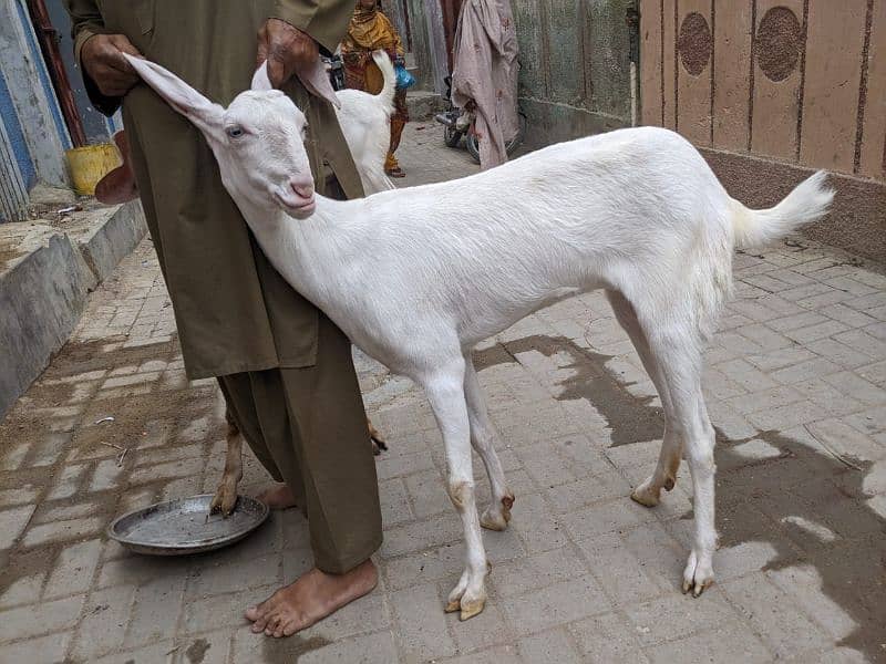 3 Goats 2 Female 1 Male, Male aandu hai 12 months kheera, 3