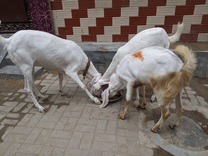 3 Goats 2 Female 1 Male, Male aandu hai 12 months kheera, 4