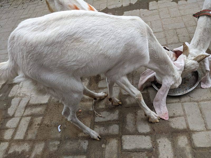 3 Goats 2 Female 1 Male, Male aandu hai 12 months kheera, 5
