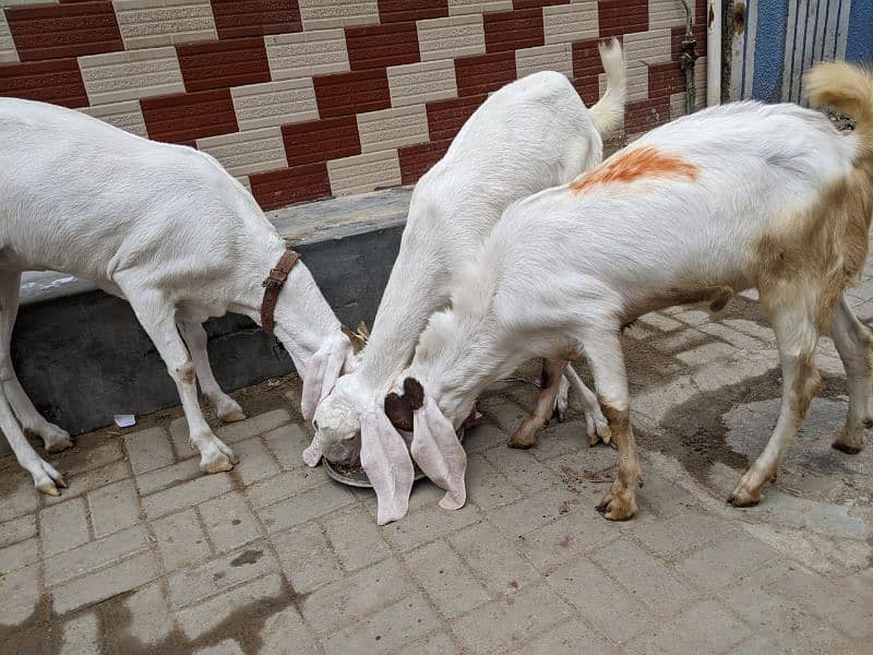3 Goats 2 Female 1 Male, Male aandu hai 12 months kheera, 7