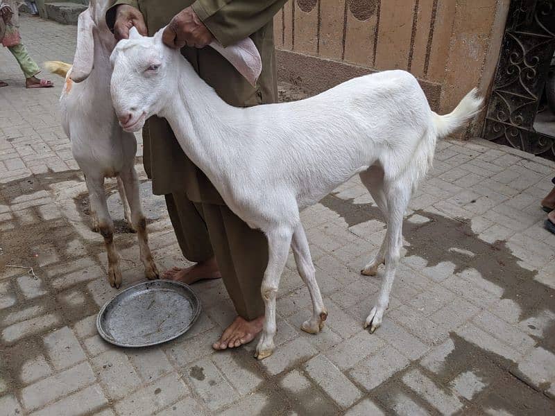 3 Goats 2 Female 1 Male, Male aandu hai 12 months kheera, 9