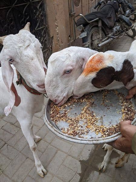 3 Goats 2 Female 1 Male, Male aandu hai 12 months kheera, 10