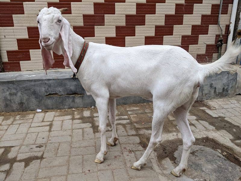 3 Goats 2 Female 1 Male, Male aandu hai 12 months kheera, 12
