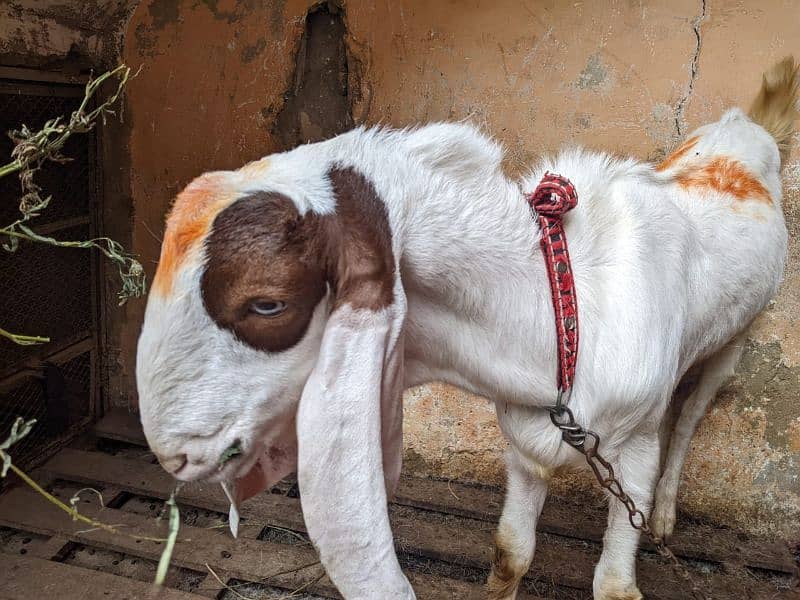 3 Goats 2 Female 1 Male, Male aandu hai 12 months kheera, 14