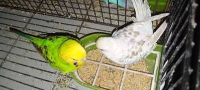 breeder pair active and healthy Australian parrot budgie 1 breed ki 0
