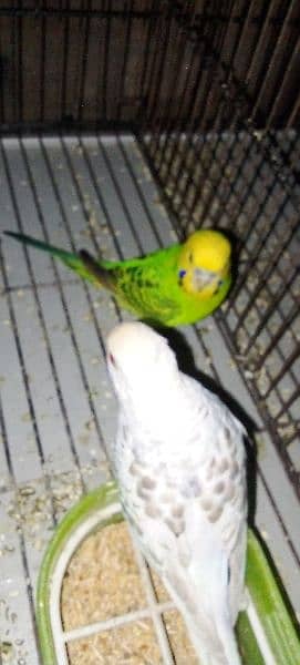 breeder pair active and healthy Australian parrot budgie 1 breed ki 2