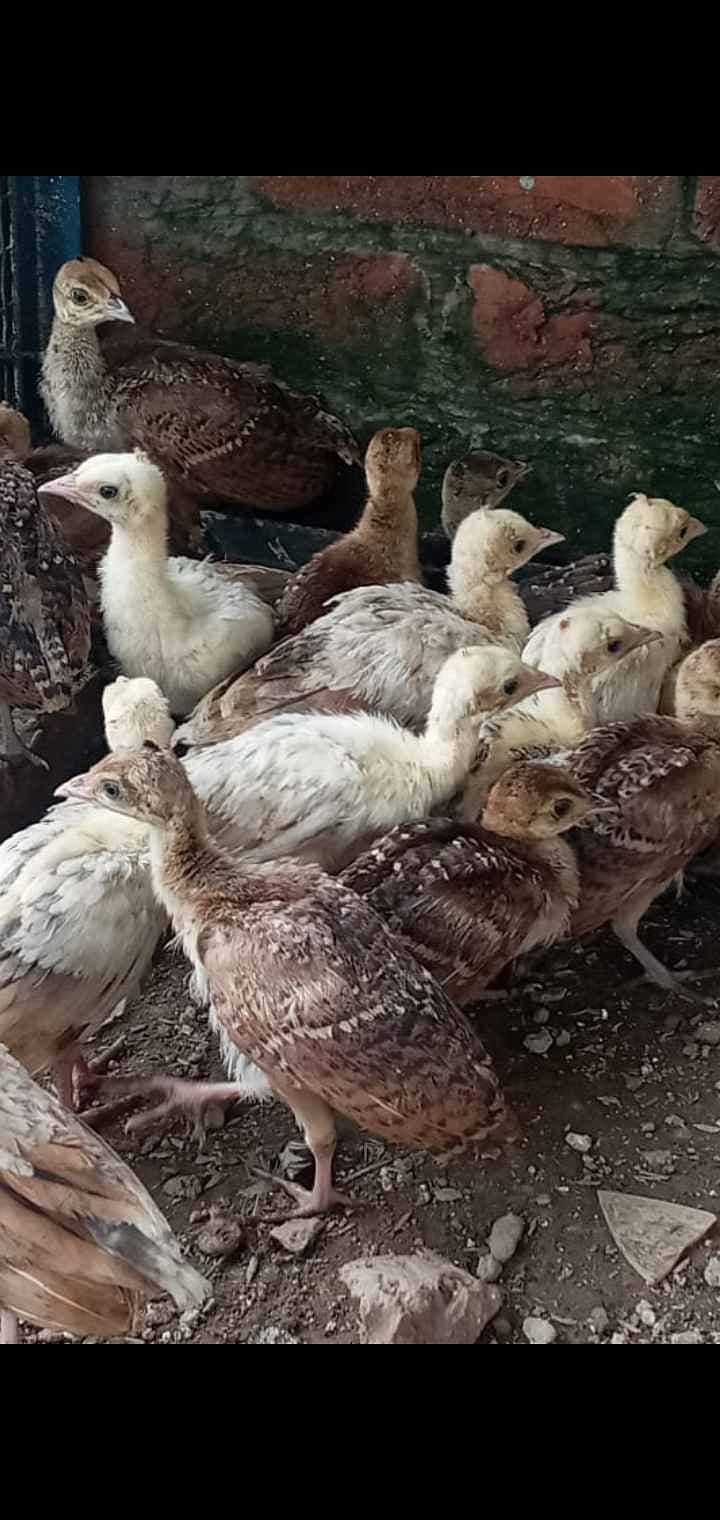 peacocks chicks and breeder for sale. . 2