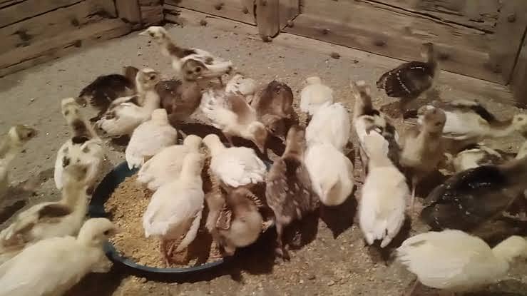 peacocks chicks and breeder for sale. . 4